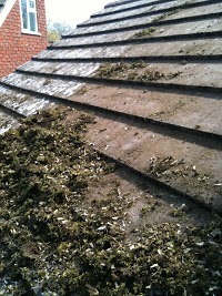 moss removal expert 257625 Image 1